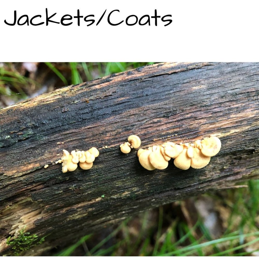 🍄 𝙅𝙖𝙘𝙠𝙚𝙩𝙨/𝘾𝙤𝙖𝙩𝙨